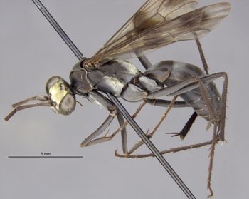 Media type: image;   Entomology 26665 Aspect: habitus lateral view
